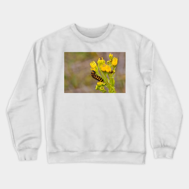 Cinnabar Moth Caterpillar on Ragwort Flowers Crewneck Sweatshirt by Violaman